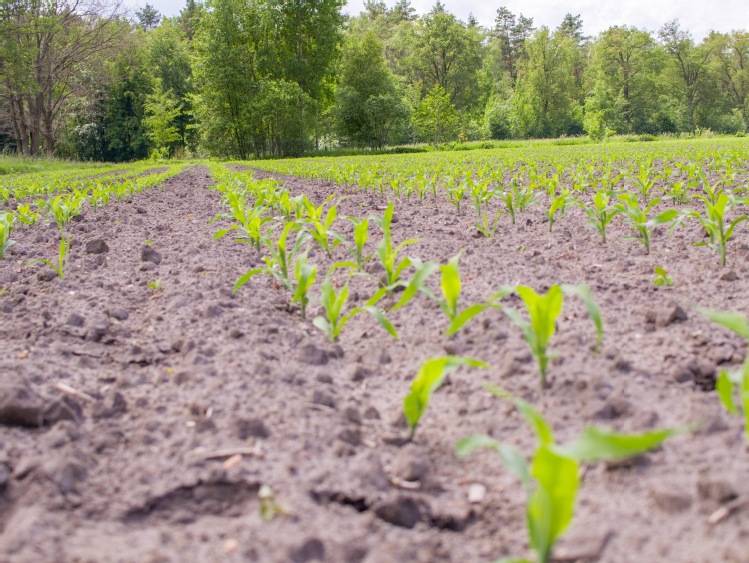 Nie ma wydajnej uprawy kukurydzy bez biostymulacji